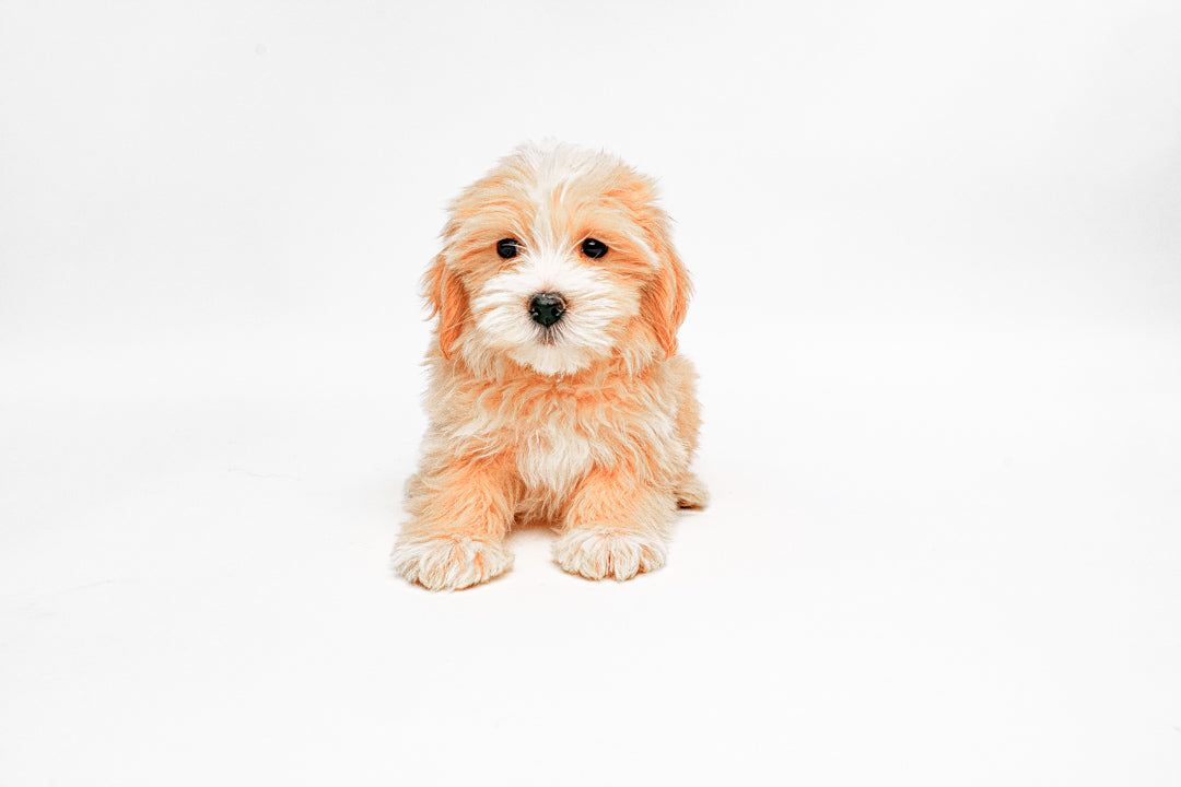Maltipoo 0099 Girl