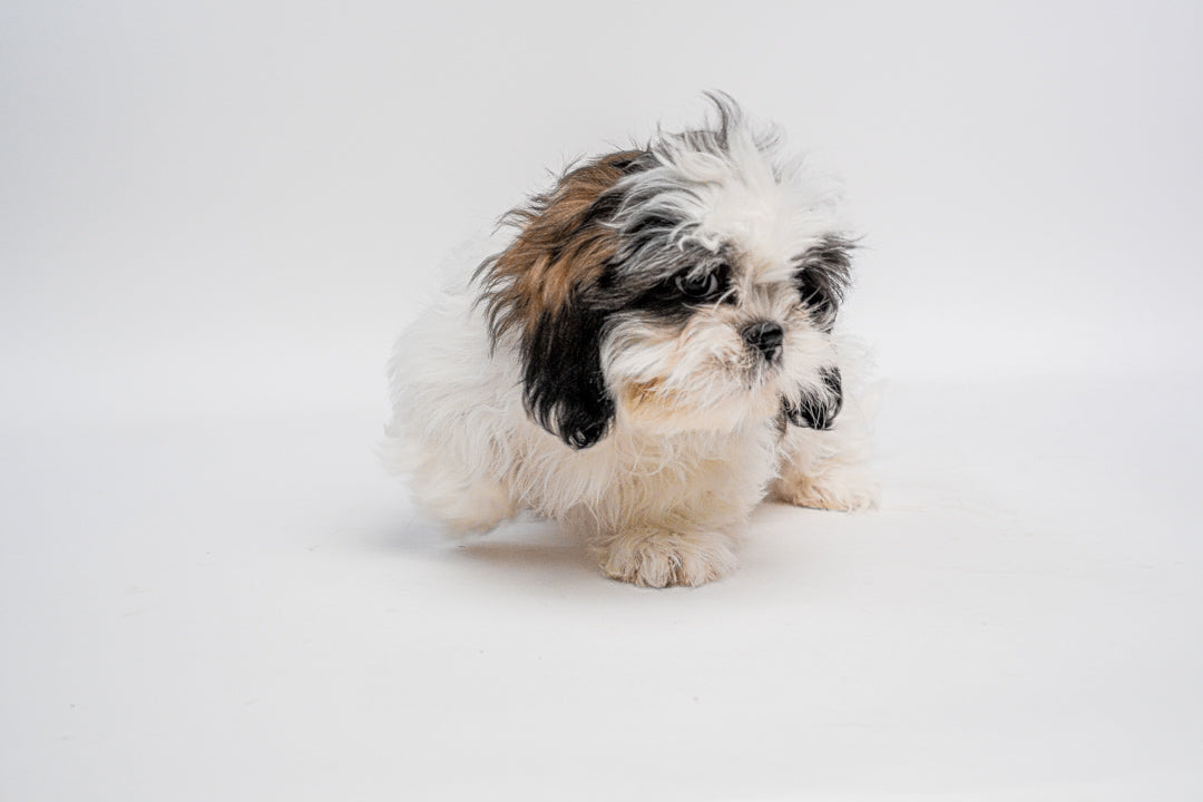 Shih Tzu 0458 Boy