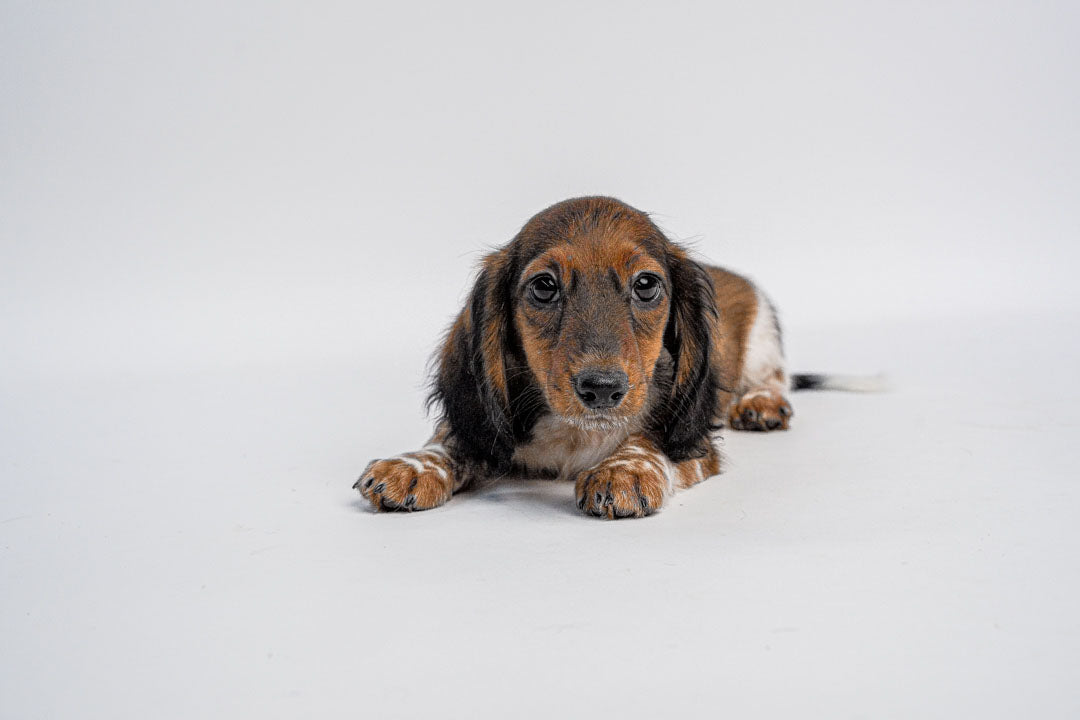 Dachshund 0478 Boy