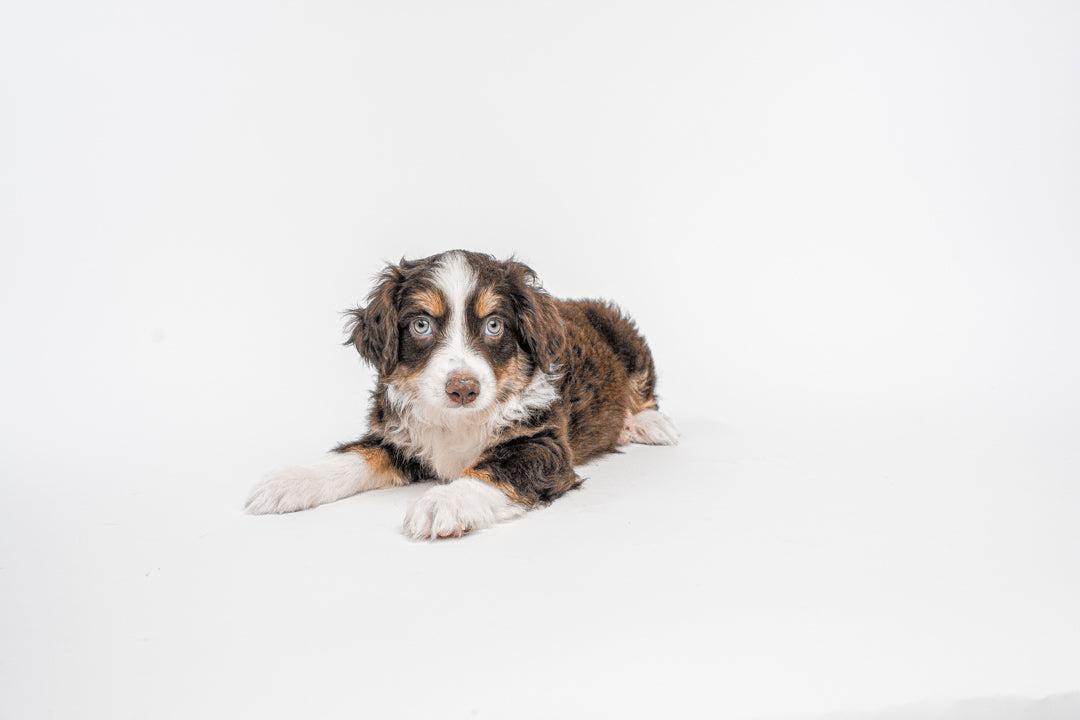 Australian Shepherd 0564 Boy