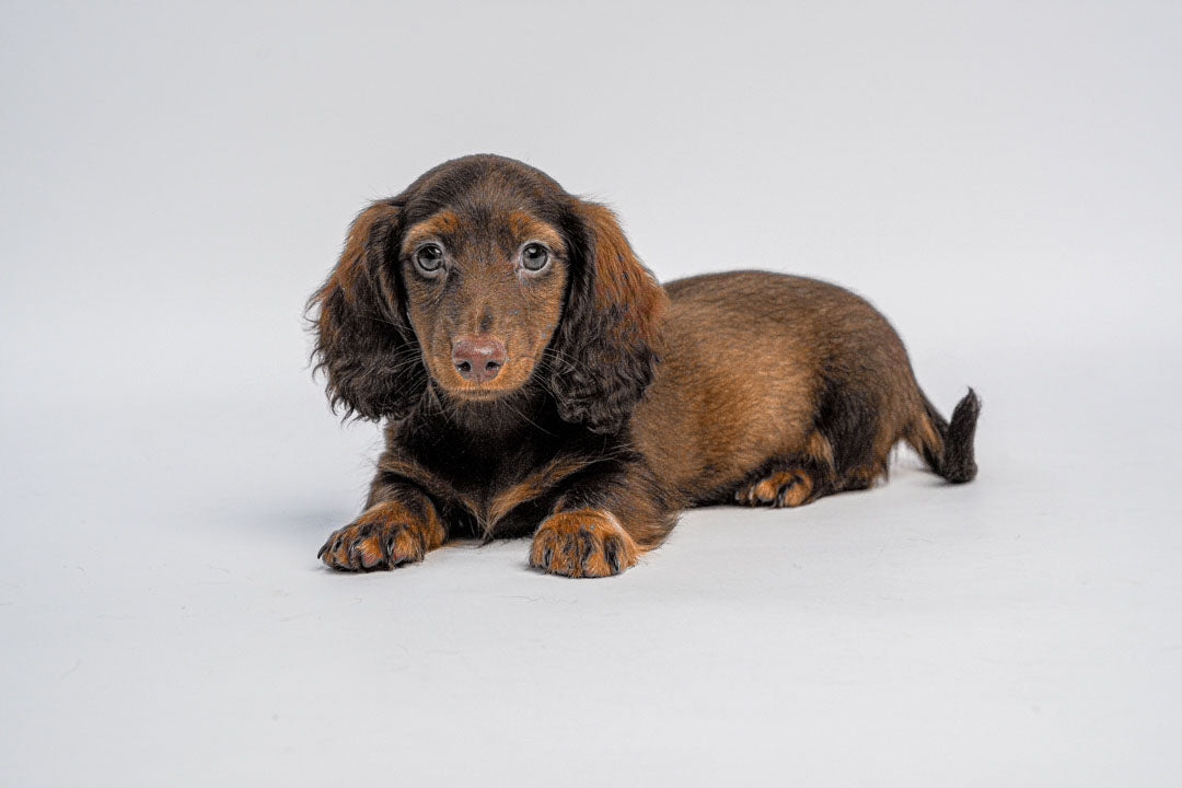 Dachshund 0766 Boy