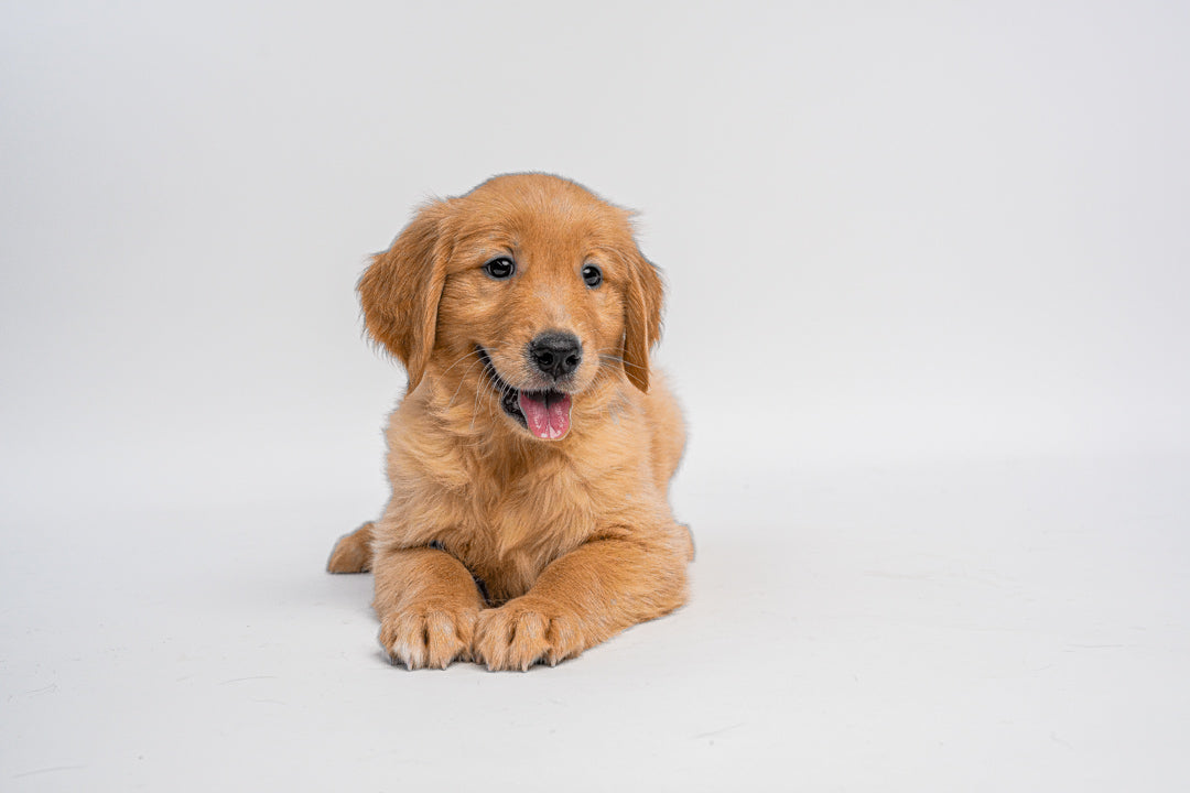 Golden Retriever 0732 Girl