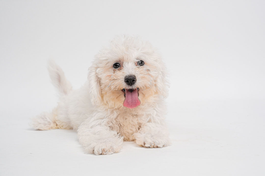 Bichapoo 0769 Girl