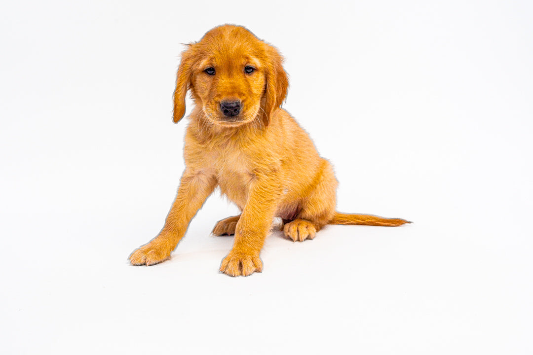 Golden Retriever 0783 Girl