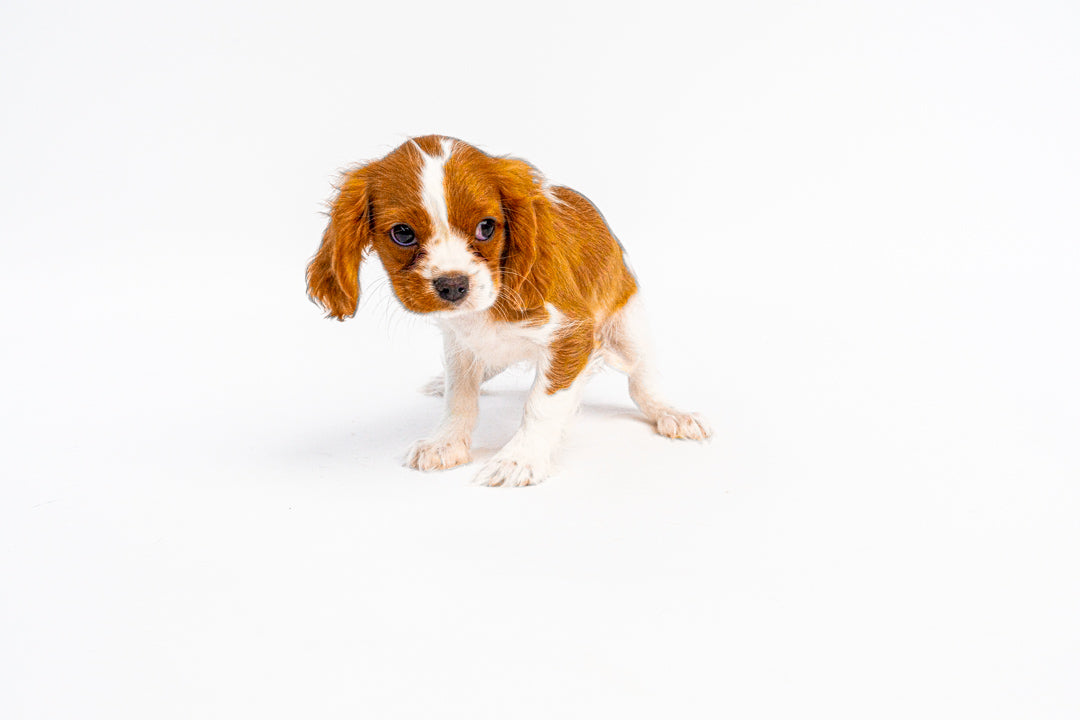 Cavalier King Charles Spaniel 0846 Boy