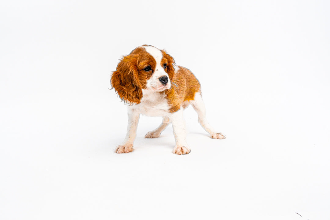 Cavalier King Charles Spaniel 0847 Boy