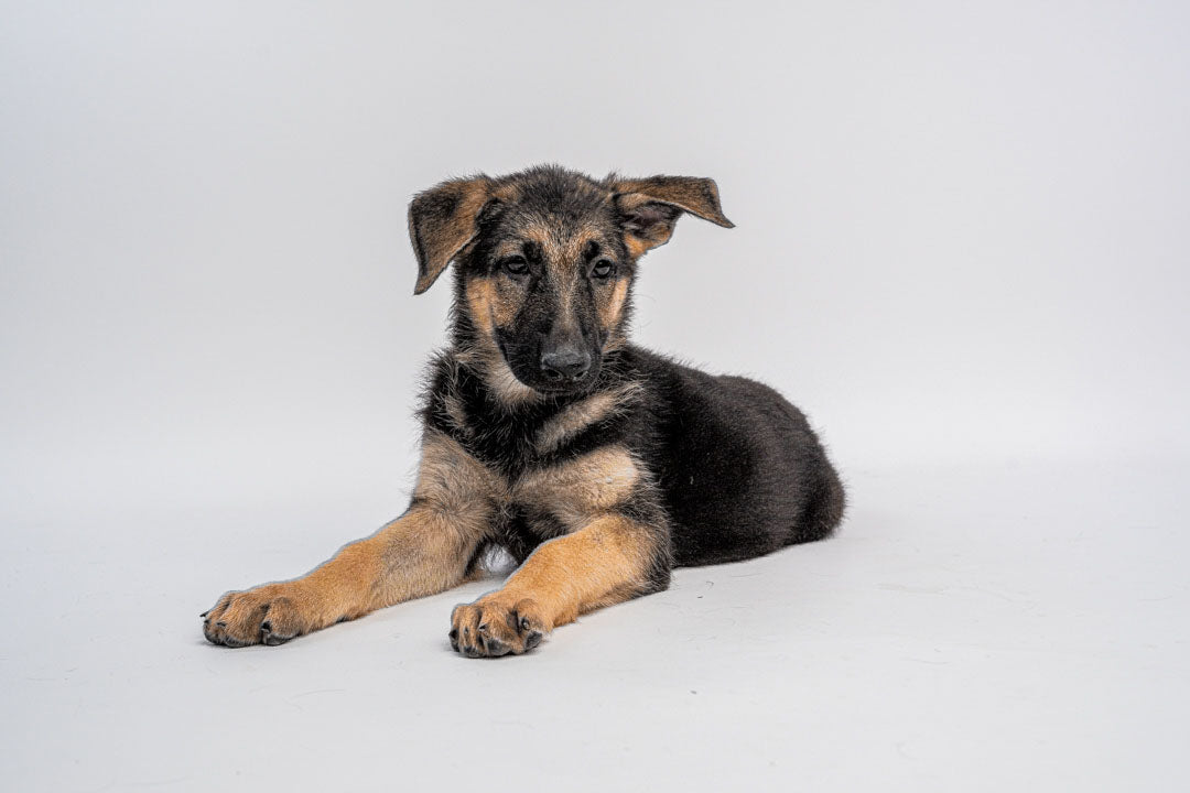 German Shepherd 0877 Girl