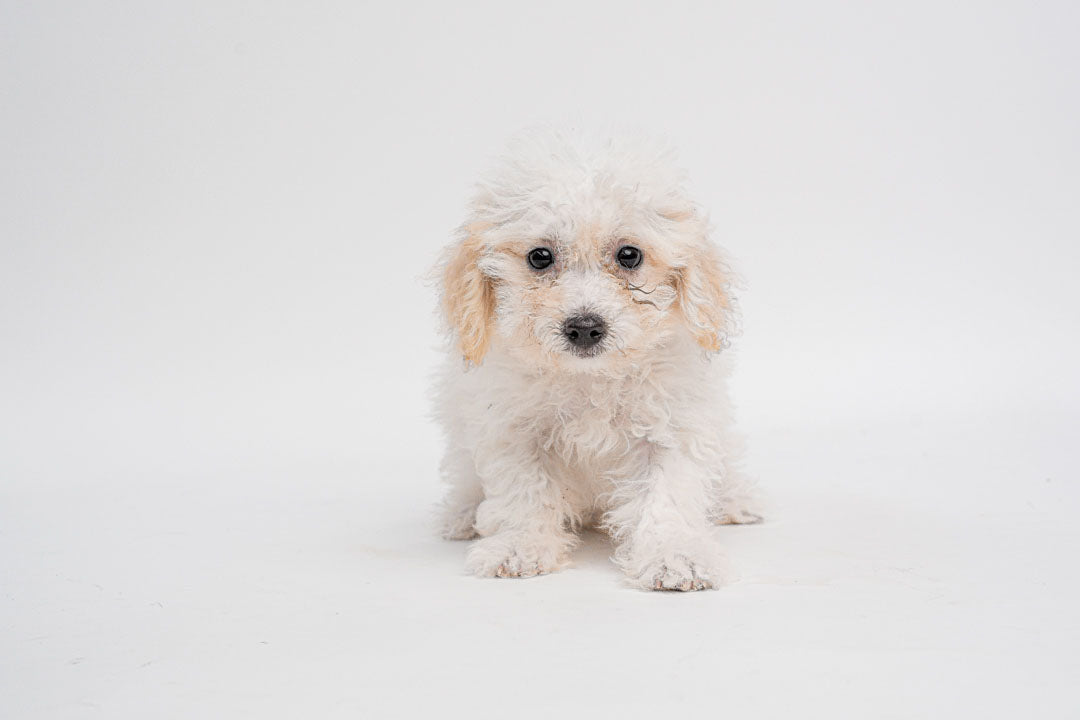 Bichon 0891 Girl