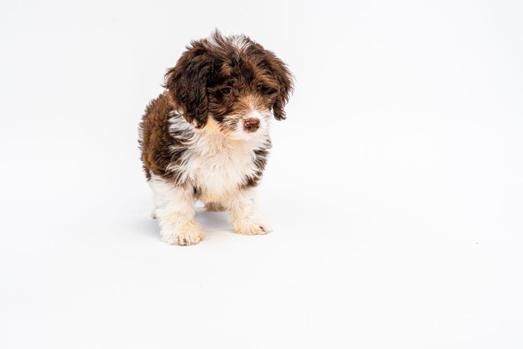 Mini Poodle/Bernedoodle 0902 Girl
