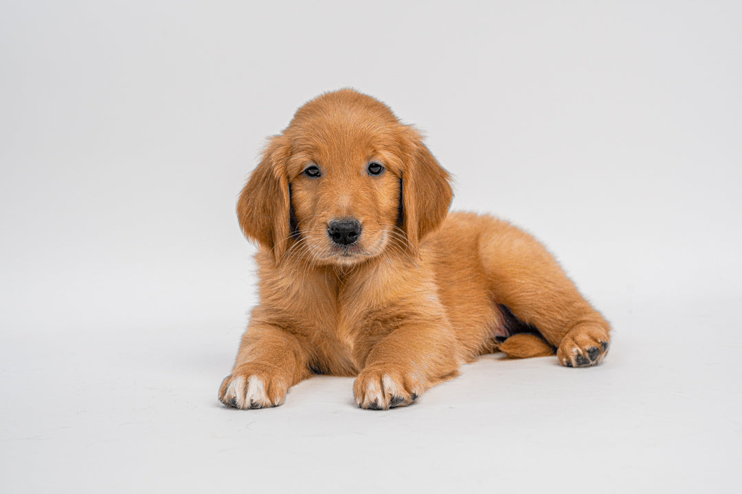 Golden Retriever 0932 Girl