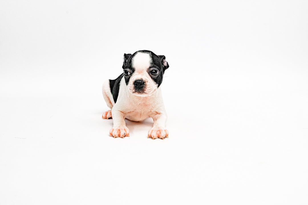 Boston Terrier 0955 Girl