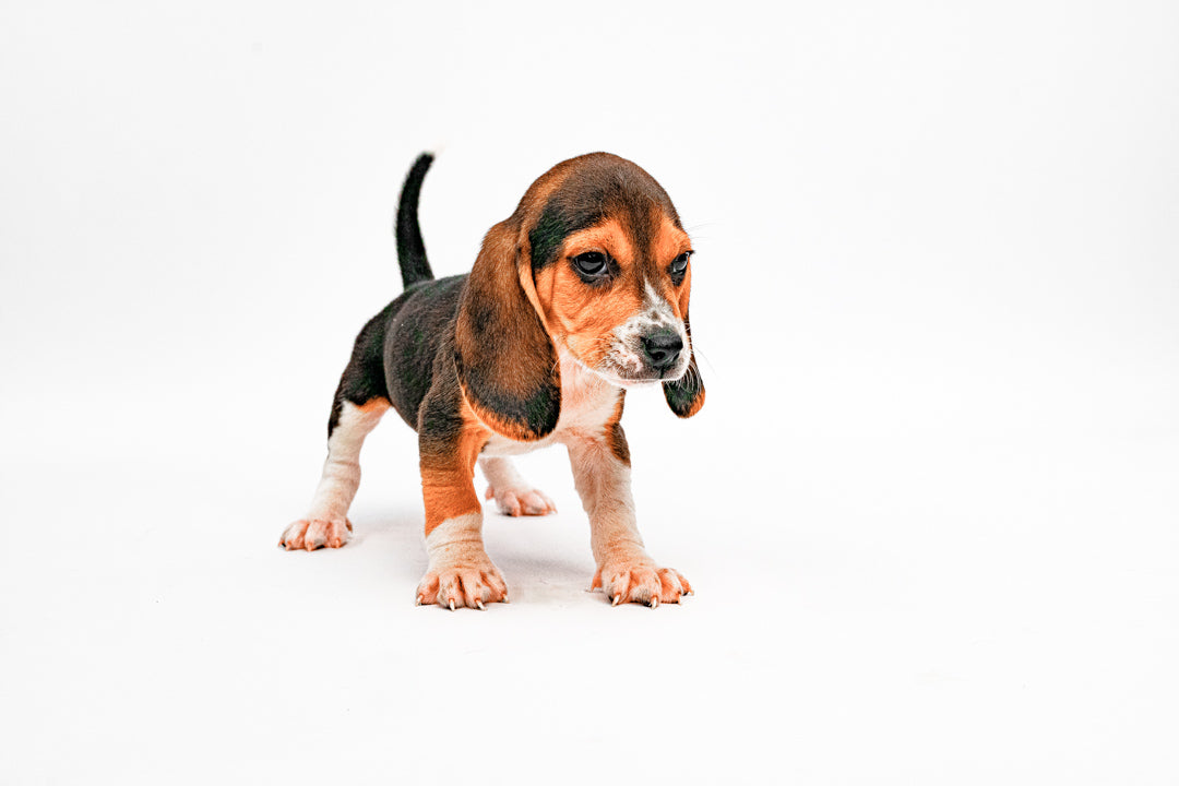 Beagle 1003 Boy