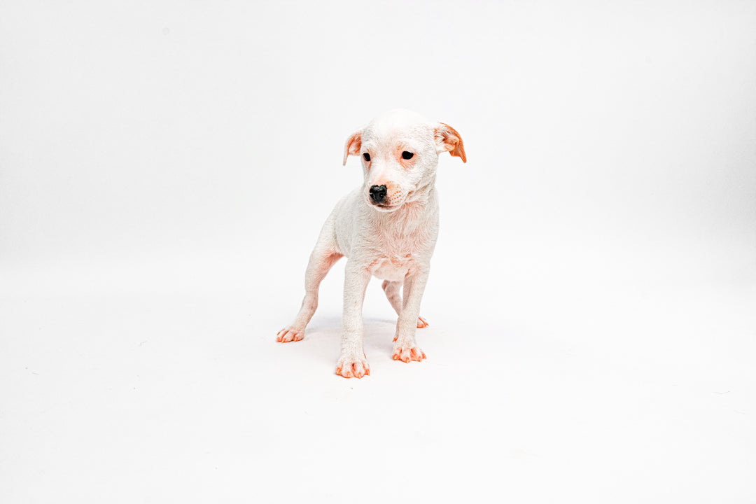 Jack Russell 1011 Boy