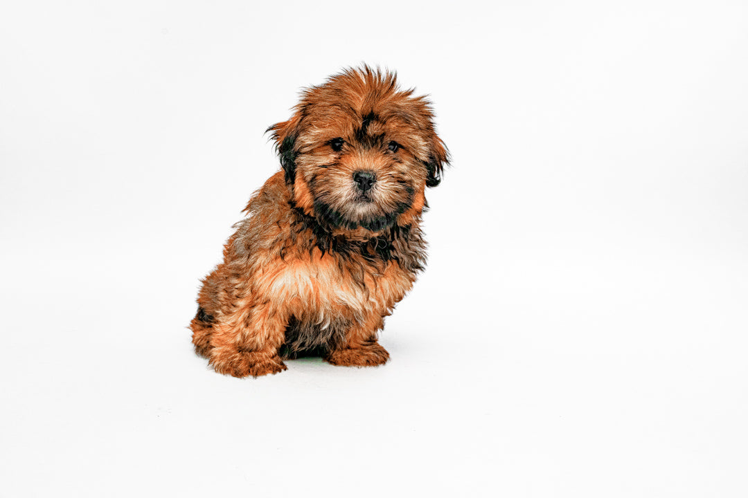 Shorkie 1015 Boy