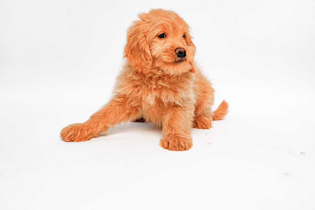 Goldendoodle Mini 1097 Boy
