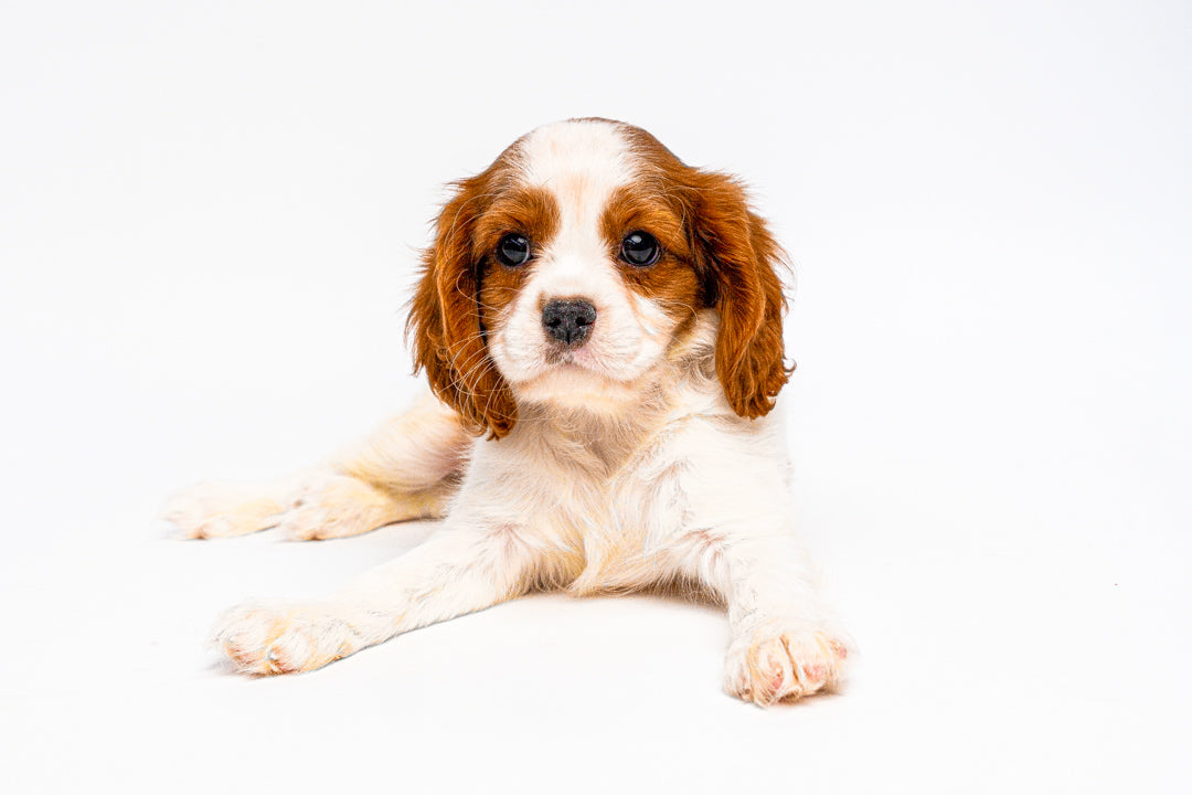 Cavalier King Charles Spaniel 1106 Boy