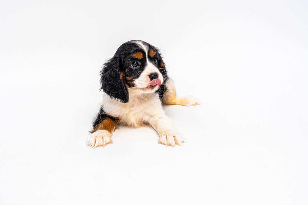 Cavalier King Charles Spaniel 1107 Boy