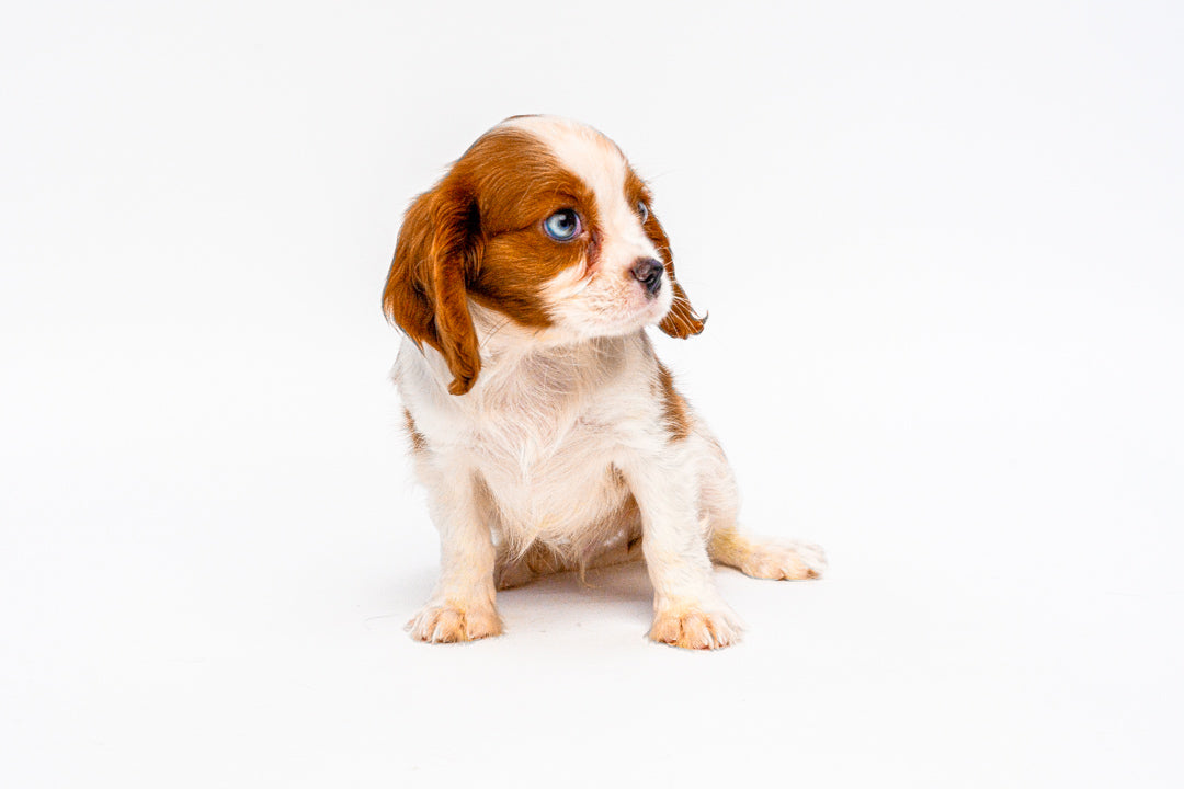 Cavalier King Charles Spaniel 1112 Boy