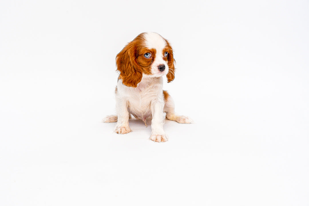 Cavalier King Charles Spaniel 1118 Boy