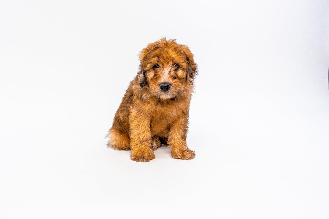 Whoodle 1120 Boy