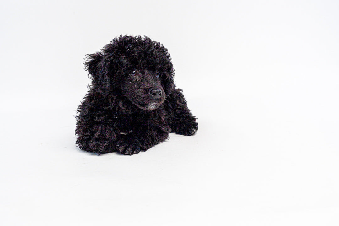 Poodle 1143 Girl