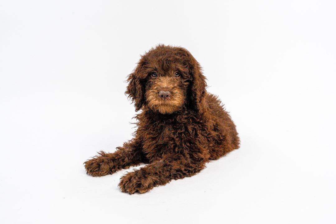 Goldendoodle 2 Gen 1193 Boy