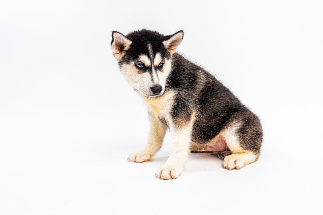 Siberian Husky 1197 Boy
