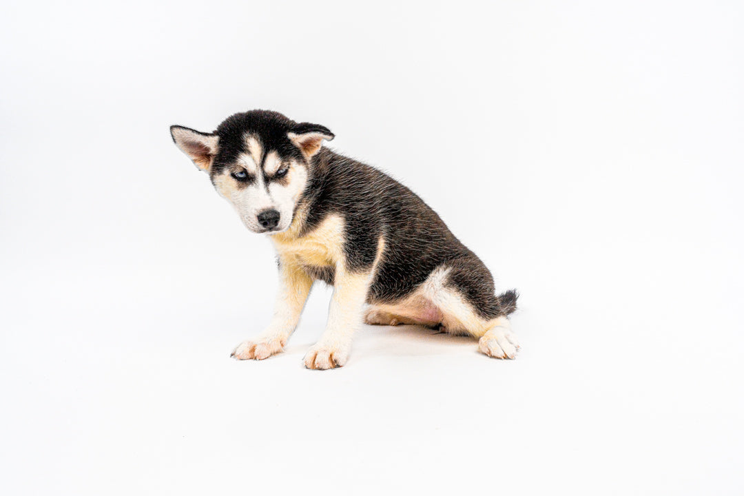 Siberian Husky 1199 Girl