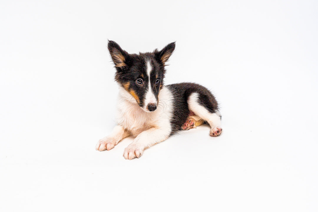 Shetland Sheepdog 1211 Girl