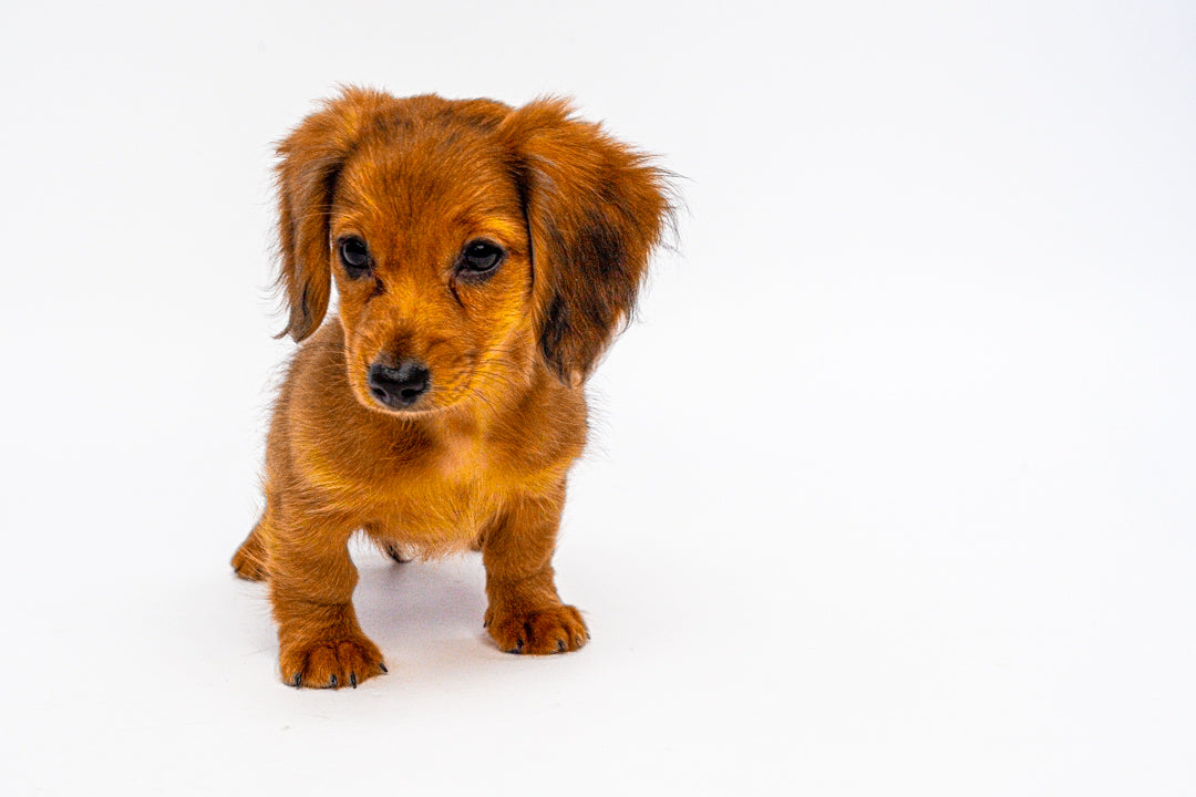 Dachshund 1225 Girl