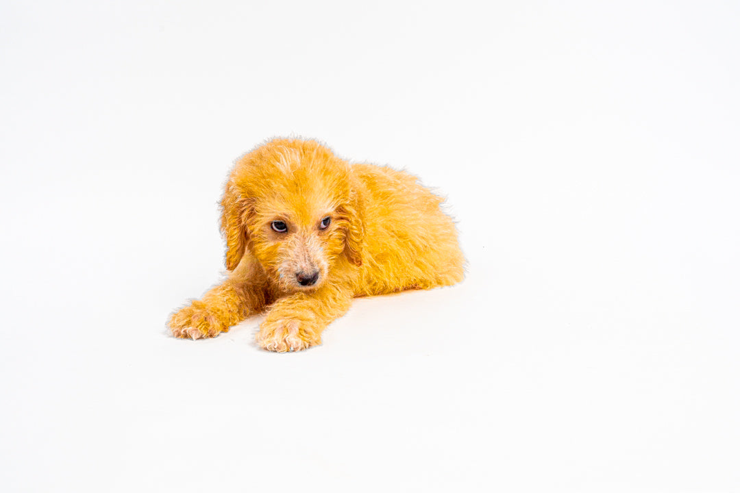 Goldendoodle 2 Gen 1240 Boy
