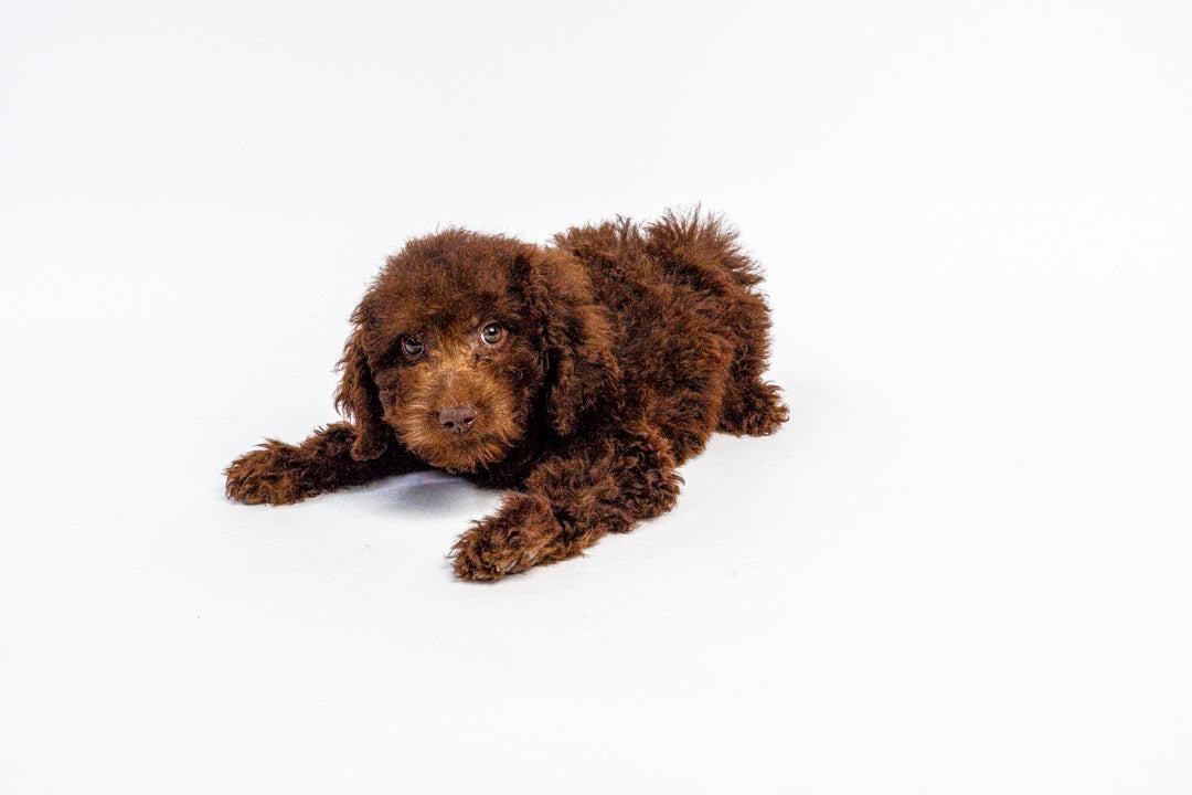 Goldendoodle 2 Gen 1241 Girl