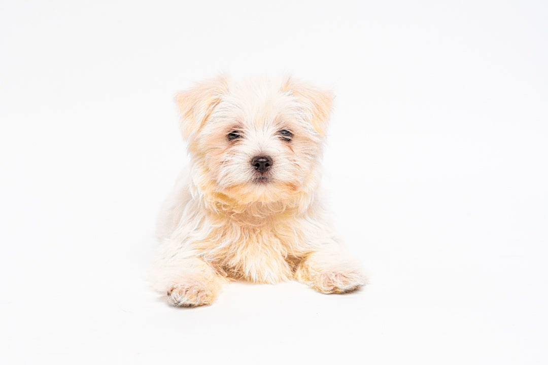 Maltese 1248 Boy