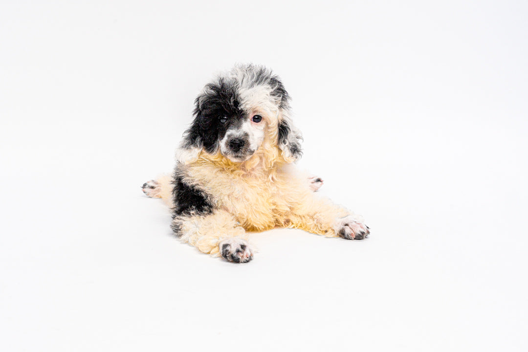 Poodle 1267 Girl