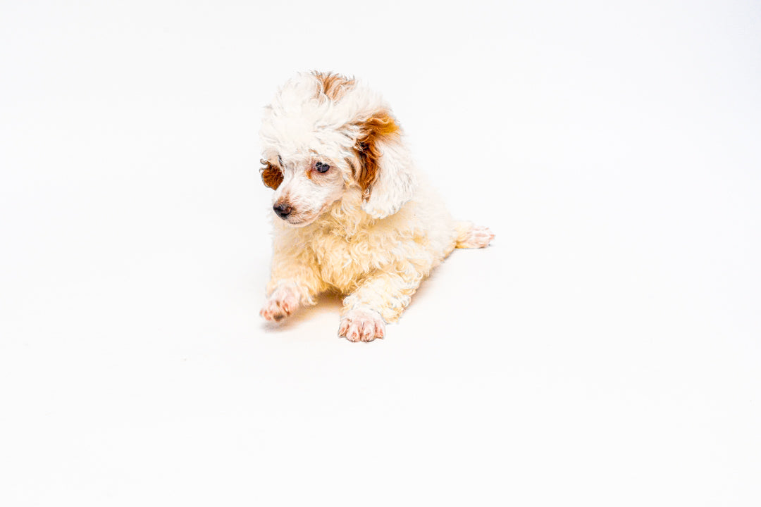 Poodle 1270 Girl