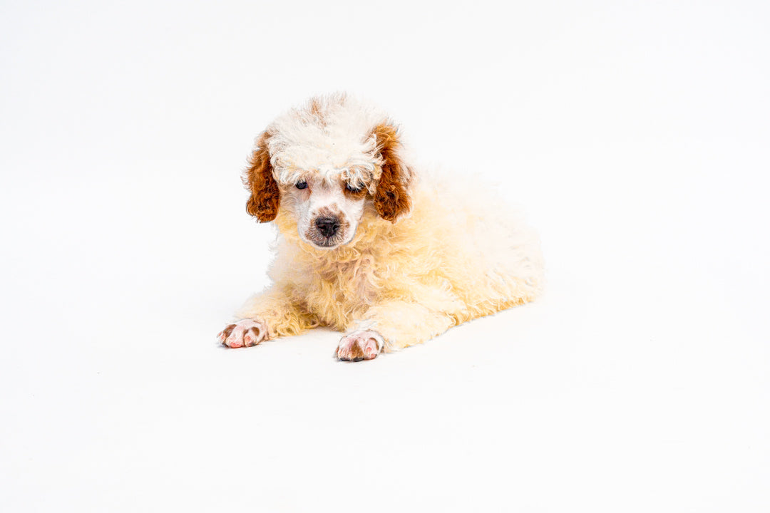 Poodle 1273 Girl