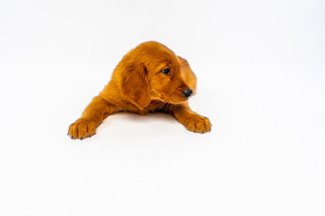 Golden Retriever 1277 Boy