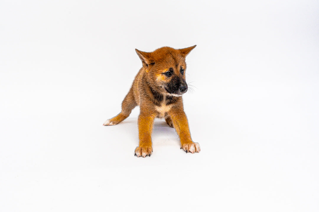 Shiba Inu 1317 Boy