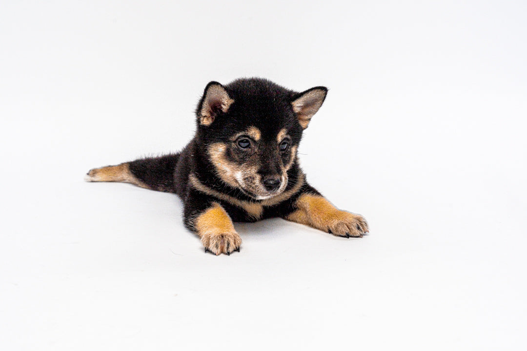 Shiba Inu 1318 Boy