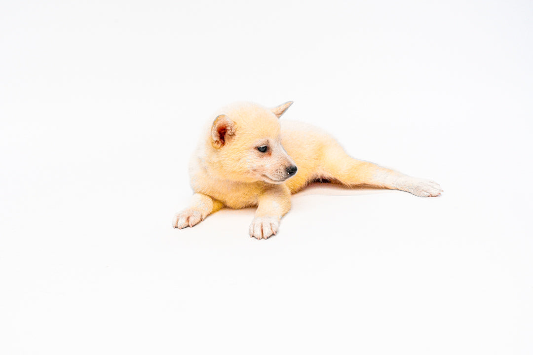 Shiba Inu 1319 Girl