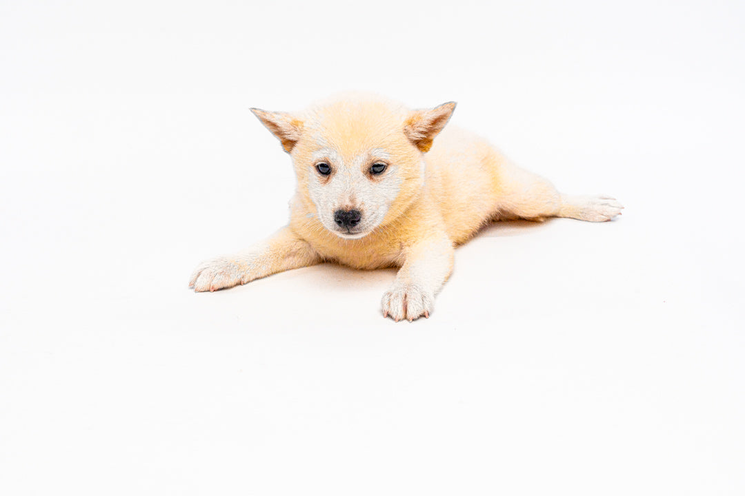 Shiba Inu 1321 Girl