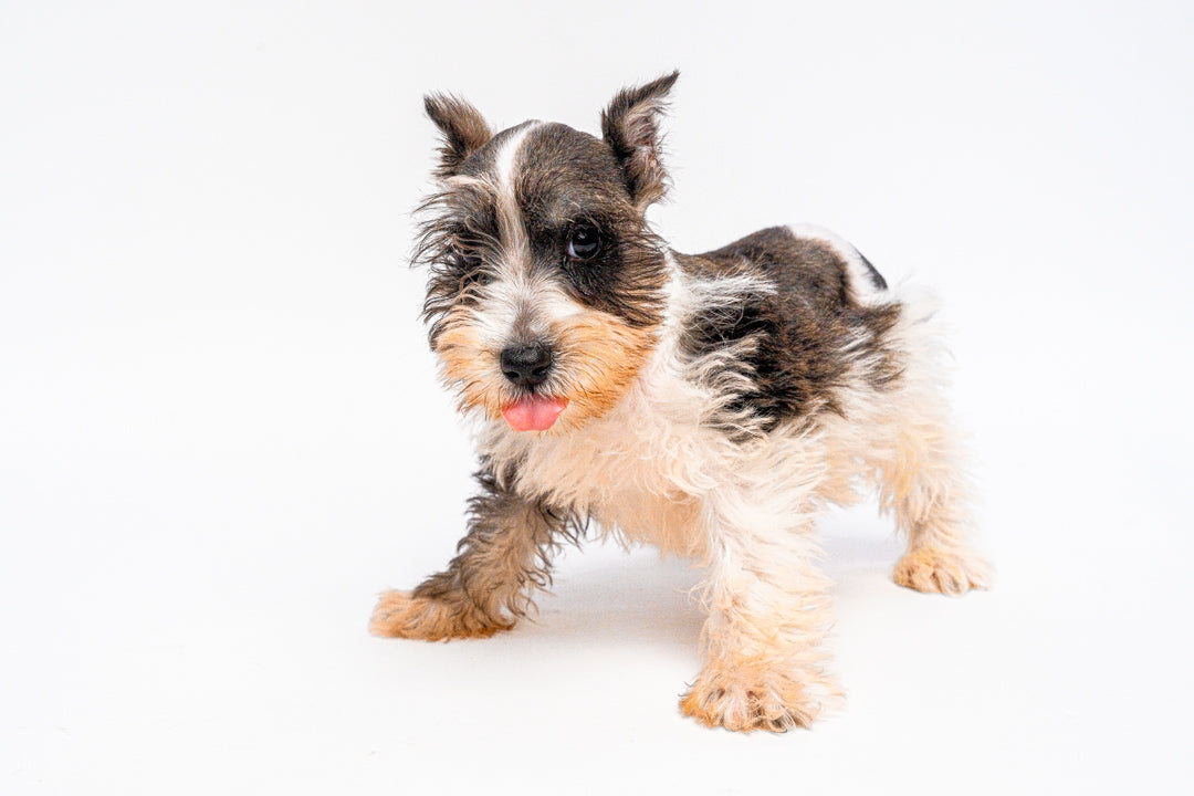 Mini Schnauzer 1334 Boy