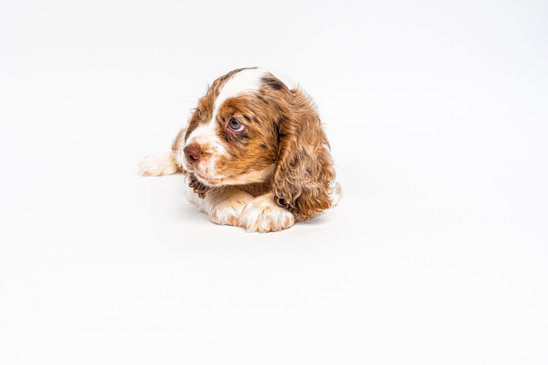 Cocker Spaniel 1343 Boy