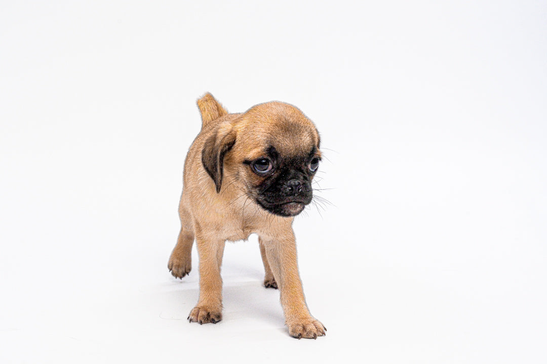 Pug 1346 Girl