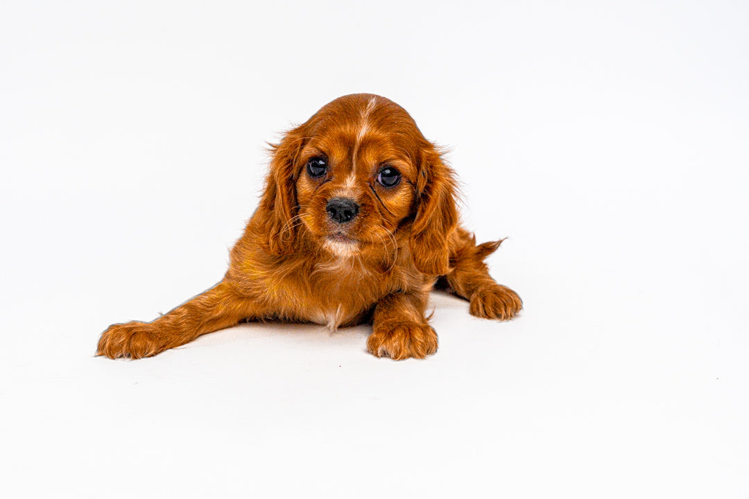Cavalier King Charles Spaniel 1351 Boy