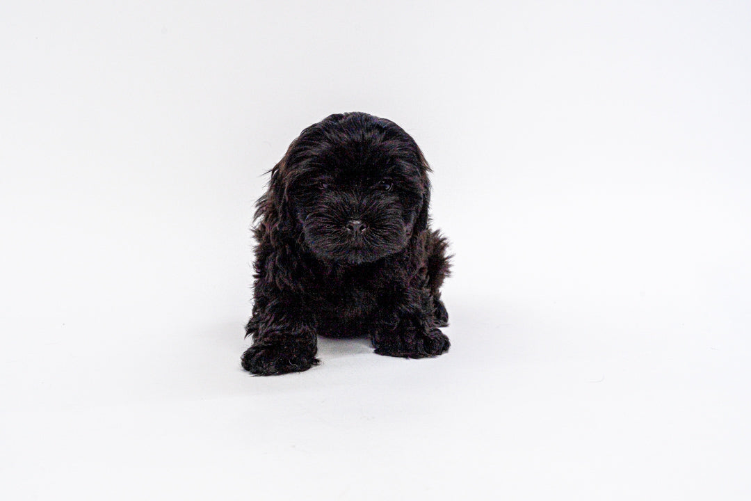 Shih Tzu 1358 Boy