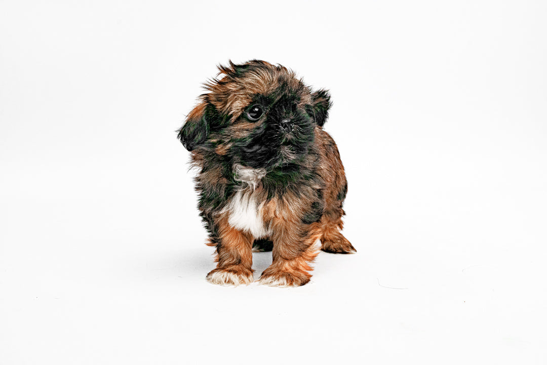Shih Tzu 1360 Boy