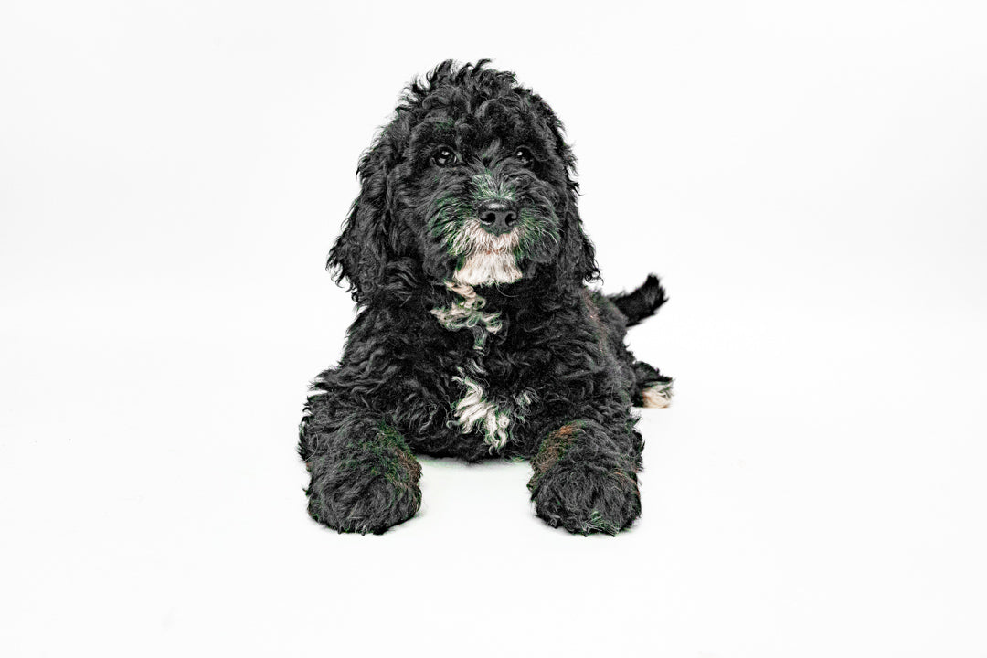 Goldendoodle Mini 1420 Girl