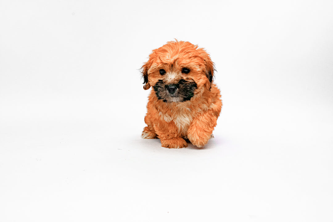 Morkie 1421 Boy