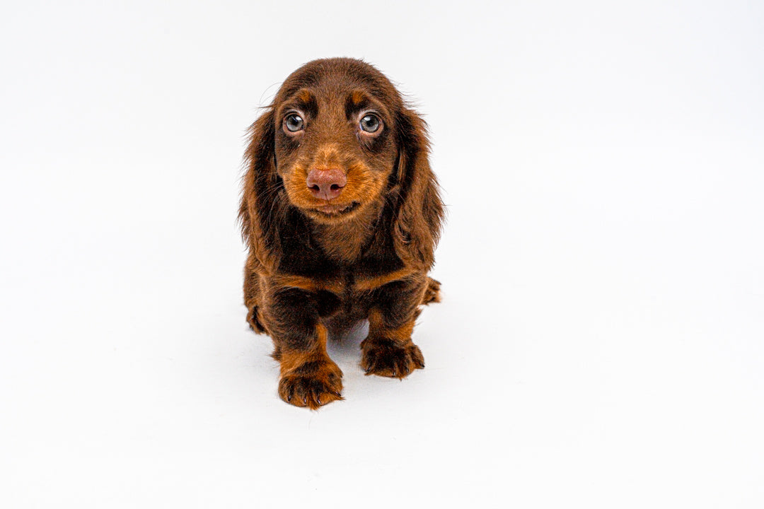 Dachshund 1425 Boy